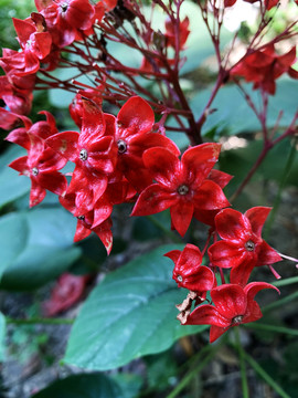 狀元紅網(wǎng)，揭秘4987精準(zhǔn)資料的秘密，狀元紅網(wǎng)揭秘，精準(zhǔn)資料4987背后的秘密