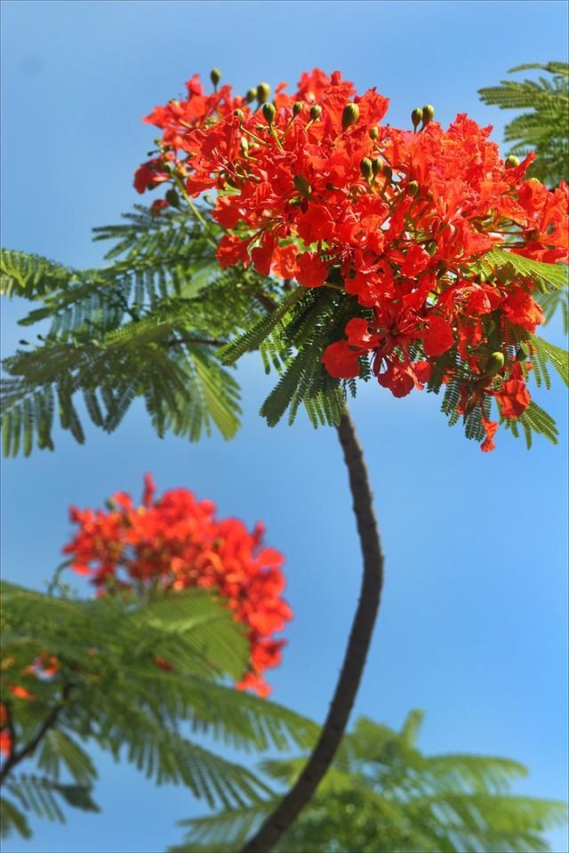 狀元紅，揭秘4987最準最快的秘密武器，狀元紅，揭秘最準最快的秘密武器 4987