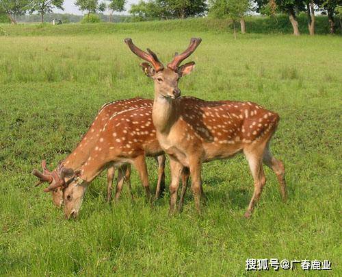 最新版本的6566cc澳彩資料大全介紹及特色功能解析，最新6566cc澳彩資料大全介紹與特色功能深度解析