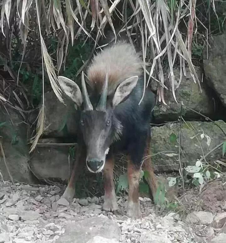 揭秘四不像一肖圖王中王身份之謎——探尋背后的神秘人物，揭秘四不像一肖圖王中王背后的神秘人物身份之謎