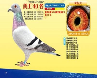 王中王四馬一肖，探尋背后的故事與奧秘，王中王四馬一肖，背后的故事與奧秘探尋