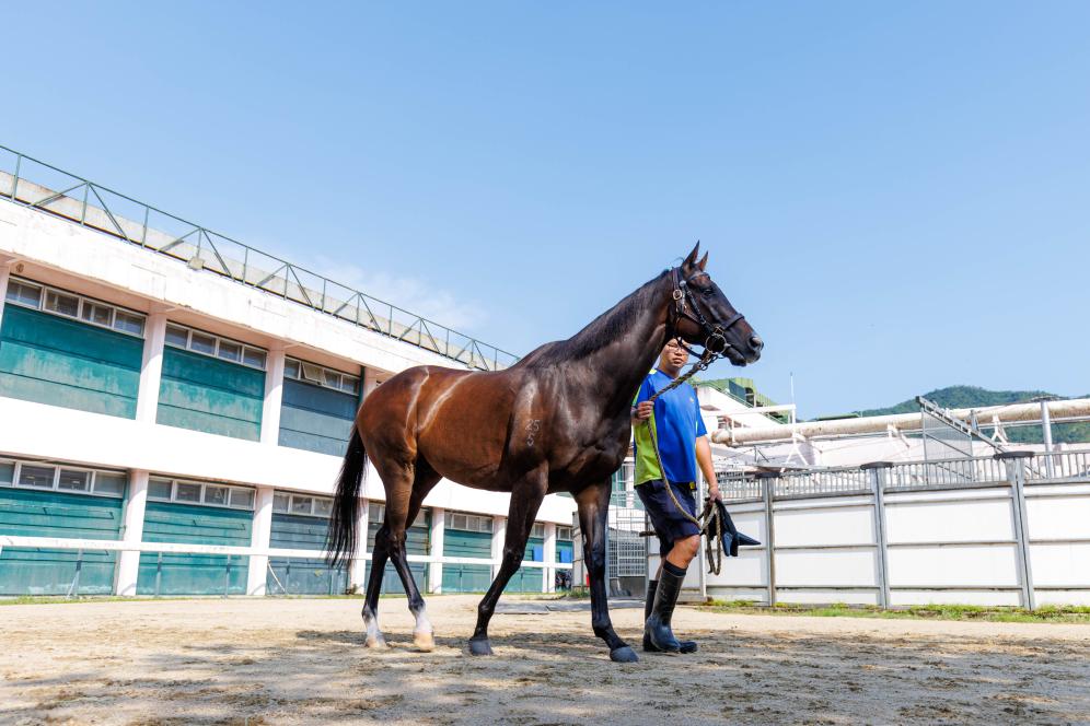 香港賽馬，77777與888888的傳奇故事，香港賽馬傳奇，77777與888888的賽場(chǎng)奇緣