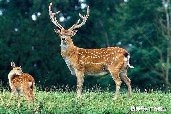 最新版本的6566cc澳彩資料大全介紹與特色功能解析，圖庫升級亮點(diǎn)一覽，最新6566cc澳彩資料大全介紹與特色功能解析，圖庫升級亮點(diǎn)全揭秘